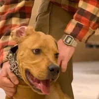 سگ گریت دین گریتدین روتوایلر