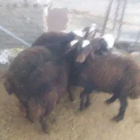 بره نر پرواری