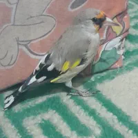 سهره|پرنده|شیروان (خراسان), |دیوار