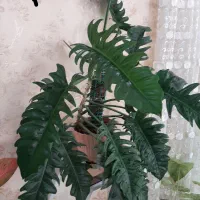 فروش گل