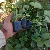 نشانهال توت فرنگی کردستان|خدمات باغبانی و درختکاری|نورآباد ممسنی, |دیوار