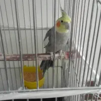 پرنده عروس هلندی