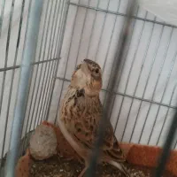 سهره قناری