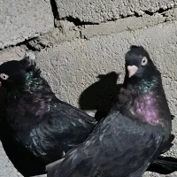 تعدادی کبوتر