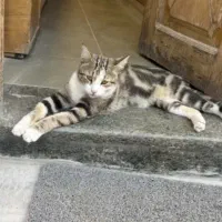 گربه دستی واگذاری رایگان