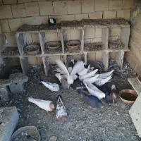 کبوتر|پرنده|کلاشی, |دیوار