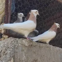 طوقی پرنده کبوتر|پرنده|قزوین, |دیوار