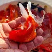 ماهی قرمز|ماهی|رفسنجان, |دیوار