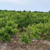 زمین باغی ۲۸۰۰متر واقع در طبقده|فروش زمین و ملک کلنگی|طبقده, |دیوار