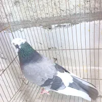 کبوتر.  گلی.سبز نر.  بیداد