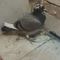 جوجه ابلغ نر|پرنده|زاهدان, |دیوار