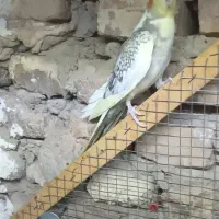 عروس هلندی نر