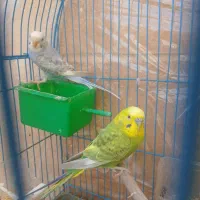 مرغ عشق|پرنده|شیراز, قالیشویی|دیوار