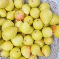 گلابی اسپادانادرجه یک باغدارهستم