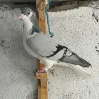 کبوتر رنگه. ساده امری. طوقی سینه سیاه. ساده سیاه|پرنده|مشهد, پروین اعتصامی|دیوار