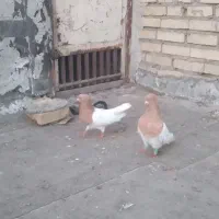 کبوتر کله زرد