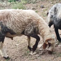 قوچ نژاد داره
