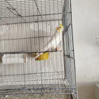 طوطی عروس هلندی آلبینو و لوتینو