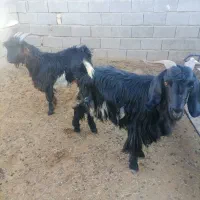 بزوکهره|حیوانات مزرعه|کوهنجان, |دیوار