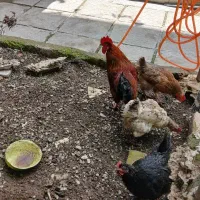 مرغ وخروس محلی