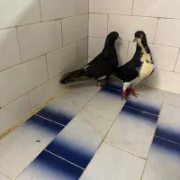 کفترجفتگاه درجه یک