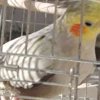 عروس هلندی و مرغ عشق