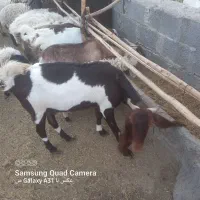 مری سه قلو زا شیری|حیوانات مزرعه|راسک, |دیوار