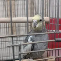 عروس هلندی سخنگو