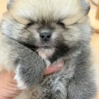 توله پامرین