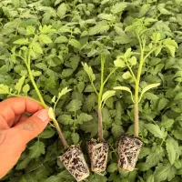 انواع نشا گوجه بادمجان فلفل دلمه وشمشیری توت فرنگی