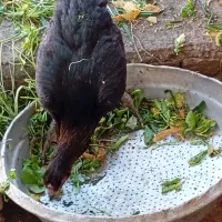 تخم مرغ نطفه دارلاری|حیوانات مزرعه|رباط‌کریم, شترخوار|دیوار