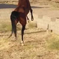 اسب فروشی ۴به ۵