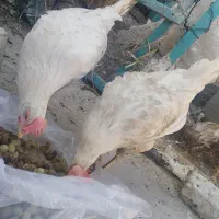 مرغ تخمگذار