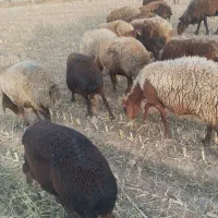 میش داشتی|حیوانات مزرعه|مشهد, یوسفیه (شهرک غرب)|دیوار
