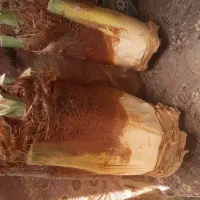 برش نخل و درخت رایگان سراسر استان بوشهر|خدمات باغبانی و درختکاری|اهرم, |دیوار