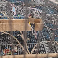 سهر زاغ|پرنده|اصفهان, سعادت‌آباد|دیوار