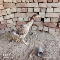 مرغ وخروس لاری|حیوانات مزرعه|قم, بیست متری ولیعصر|دیوار