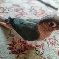 جوجه گرینچیک سرلاکی کاملا رام|پرنده|ری, شهادت|دیوار