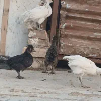 جوجه سلطان.مرندی.دورگ|حیوانات مزرعه|مهدی شهر, |دیوار