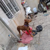 دوبرمن اروپایی