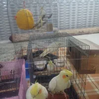 عروس هلندی جفت سخنگو و جوجه