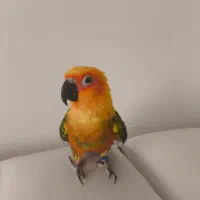 طوطی خورشیدی  سان کانوز|پرنده|قم, زینبیه|دیوار