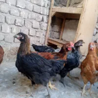 نوچه و جوجه خروس|حیوانات مزرعه|قم, جمکران|دیوار