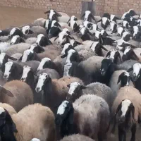 ۱۲۰ راس شیشک میش شال هیکلی درشت آبستن سنگین|حیوانات مزرعه|بوئین زهرا, |دیوار