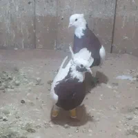 طوقی جفتی معاوضه|پرنده|مرودشت, ثبت احوال|دیوار