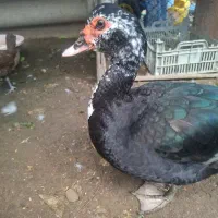 اردک خارجی و ایرانی