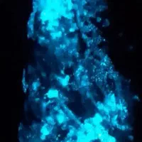 شبچراغ طبیعی
