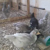 جوجه و مرغ و خروس گلین اصل