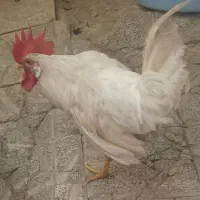 خروس