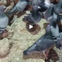 کبوترپلاکی|پرنده|آباده, |دیوار